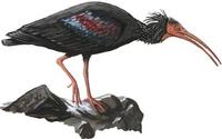 Image of: Geronticus eremita (northern bald ibis)