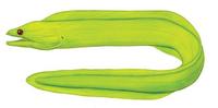 Image of: Gymnothorax funebris (green moray)