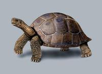 Image of: Geochelone nigra (Galapagos tortoise)