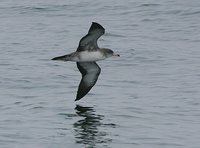 Pink-footed Shearwater - Puffinus creatopus