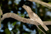 Ceylon Frogmouth - Batrachostomus moniliger
