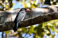 Black-fronted  nunbird   -   Monasa  nigrifrons   -   Monaca  frontenera