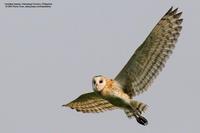 Grass Owl Tyto capensis