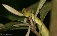 Green bush viper in Kibale Forest