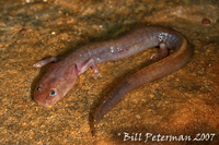 : Eurycea spelaea; Grotto Salamander