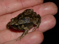 : Kaloula picta; Slender-digit Chorus Frog
