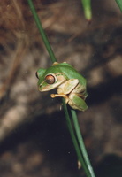 : Leptopelis natalensis; Natal Tree Frog