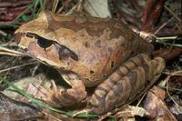 : Mixophyes schevilli; Northern Barred Frog