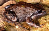 : Philoria kundagungan; Mountain Frog