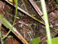 : Rana sphenocephala utricularia; Southern Leopard Frog
