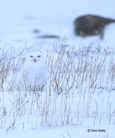 : Nyctea scandiaca; Snowy Owl