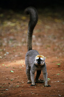: Eulemur fulvus fulvus; Brown Lemur