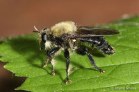 : Laphria virginica; Robber Fly