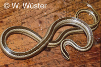 : Liophis lineatus; Snake