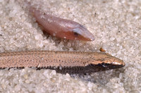 : Plestiodon (neoseps) reynoldsi; Sand Skink