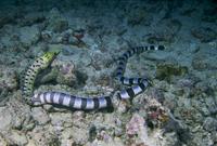 : Laticaudidae/ muraenidae; Banded Sea Krait / Moray Eel