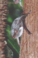 Mauritian Tomb Bat (Taphozous mauritianus) roosting on tree trunk. Ampijoroa, Madagascar.