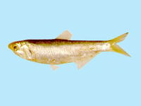 Thryssa kammalensis, Kammal thryssa: fisheries