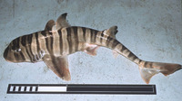 Heterodontus zebra, Zebra bullhead shark: fisheries, aquarium