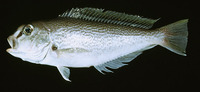 Caulolatilus guppyi, Reticulated tilefish: fisheries