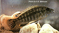 Labidochromis shiranus, : aquarium