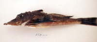 Prionotus birostratus, Two-beaked searobin: