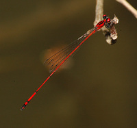 Protoneura amatoria