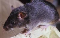 Image of: Rattus exulans (Polynesian rat)