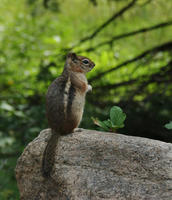 Image of: Spermophilus lateralis (golden-mantled ground squirrel)