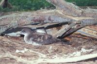 Puffinus pacificus - Wedge-tailed Shearwater