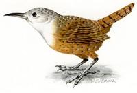 Image of: Catherpes mexicanus (canyon wren)