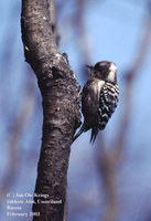 Japanese Pygmy Woodpecker - Dendrocopos kizuki