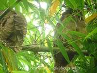 Crested Owl - Lophostrix cristata