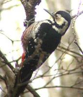 White-backed Woodpecker - Dendrocopos leucotos