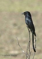 Black Drongo - Dicrurus macrocercus