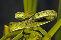 Long Nose Tree Snake , Ahaetulla prasinus SouthEast Asia stock photo