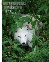 Arctic Fox In Summer Hiding , Park In Canada stock photo