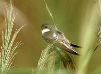 갈색제비(Riparia riparia) (Bank Swallow(Sand Martin))