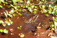 : Rana aurora draytonii; California Red-legged Frog