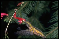 : Stellula calliope; Calliope Hummingbird