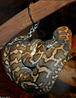 : Morelia spilota variegata; Carpet Python