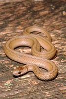 : Storeria dekayi; Dekay's Snake