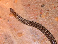 : Thamnodynastes sp.