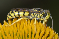 : Steniolia sp.; Sand Wasp