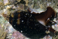 : Strigatella sp.