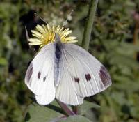 Pieris rapae - Small White