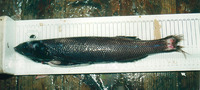 Alepocephalus bairdii, Baird's smooth-head: fisheries