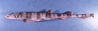 Halaelurus boesemani, Speckled catshark: fisheries