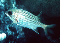 Sargocentron vexillarium, Dusky squirrelfish: