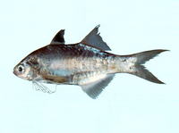 Polydactylus multiradiatus, Australian threadfin: